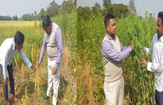 মহম্মদপুরে ভিয়েতনামী সরিষা ও সুপারফুড কিনোয়া চাষে কৃষক তামজিদের সাফল্য 