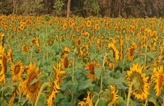 মহম্মদপুরে দিগন্তজোড়া হলুদ বিপ্লব, বদলে যাচ্ছে গ্রামীণ অর্থনীতি