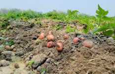 ঠাকুরগাঁওয়ে আলুর বাজারে ধস, খরচ না ওঠায় বিপাকে কৃষক