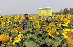 খরচ কম, ফলন অধিক, নড়াইলে জনপ্রিয় হয়ে উঠছে সূর্যমুখী ফুলের চাষ 
