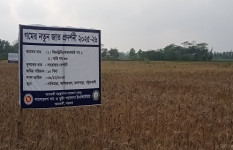 কলাপাড়ায় লবণ সহিষ্ণু জাতের গম উৎপাদনে গবেষণা শুরু
