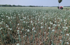 চারা পেঁয়াজে আগাম ফুল, দুশ্চিন্তায় কৃষকরা