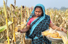 সোনাতলায় ভুট্টার বাম্পার ফলন, কৃষকের মুখে হাসি