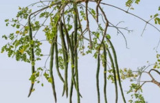 নড়াইলে রাস্তার ধারে দৃষ্টিনন্দন সজনের বাহার 