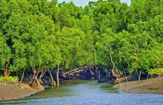 মুক্তিপণ দিয়ে বনদস্যুদের কবল থেকে মুক্তি পেল ৬ জেলে