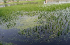 চৈত্রের অকাল বৃষ্টিতে তলিয়ে গেছে ইরি-বোরো ফসল 
