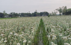 রাজারহাটে প্রথমবার মতো পেঁয়াজের বীজ উৎপাদনে কৃষকের সাফল্য