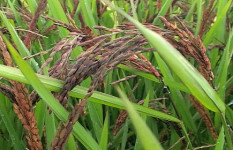 ইউটিউব দেখে ‘ব্ল্যাক রাইস’ চাষে কৃষক রহমত আলীর বাজিমাত 