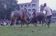 নড়াইলে ঐতিহ্যবাহী ষাঁড়ের লড়াই, দর্শকের ঢল