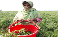 তিস্তার চরাঞ্চলে বাম্পার ফলন, তবুও কৃষকের হাহাকার