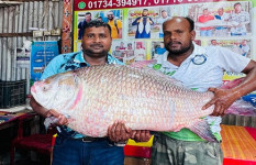 দৌলতদিয়ায় এক কাতল ৬৮ হাজারে বিক্রি 