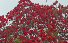 মহম্মদপুরে গ্রীষ্মের তপ্ত রোদে রঙিন কৃষ্ণচূড়া 