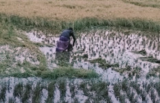 সোনাতলায় বোরো ধানে বৃষ্টির থাবা, ক্ষতির মুখে কৃষক