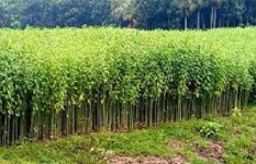সালথায় মাঠজুড়ে সোনালী আঁশ পাট, ভালো ফলনের স্বপ্ন চাষিদের