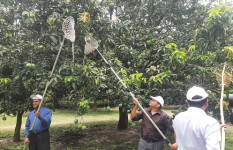 সাতক্ষীরায় সরকারিভাবে আম সংগ্রহের উদ্বোধন 