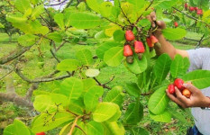 কাজুবাদাম চাষে নতুন দিগন্ত, সফলতার পথে রাইখালী কৃষি গবেষণা কেন্দ্র