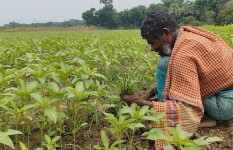 জ্বালানি সংকটে পুড়ছে পাট, ফরিদপুরে চাষীদের কপালে চিন্তার ভাঁজ