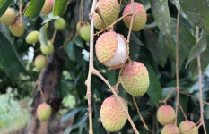 দিনাজপুরে লিচুর ফলনে চরম বিপর্যয়