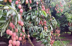জ্যৈষ্ঠের শুরুতে লাল লিচুতে রঙিন ঈশ্বরদী