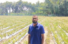 ফরিদপুরে ৮ বিঘা জমিতে আনারস চাষ করে তাক লাগিয়ে দিলেন কৃষক মিলন