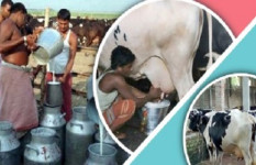 বাংলাদেশের দুগ্ধ শিল্প: বর্তমান চ্যালেঞ্জ ও উত্তরণের পথ