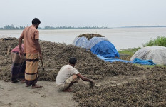 কুড়িগ্রামে তিস্তার পানিতে বাদাম চাষের ব্যাপক ক্ষতি