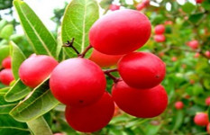 পুষ্টিগুণ সমৃদ্ধ টকটকে করমচা 