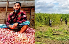 পেঁয়াজের ন্যায্যমূল্যে থেকে বঞ্চিত কৃষক, পাটেও অনিশ্চয়তা ‎