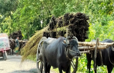 খাল-বিলে পানি নেই, পাট পচাতে বিপাকে ঈশ্বরদীর কৃষক