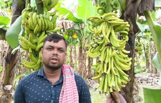 ৭০০ কলাগাছে কীটনাশক স্প্রে, ৪ লাখ টাকার ক্ষতি 