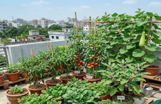 শহরে যেভাবে গড়ে তুলবেন সবুজ ছাদবাগান