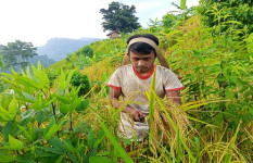 জুমের ধান কাটায় ব্যস্ত জুমিয়ারা, রয়েছে কিছু আক্ষেপও