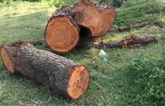 নদীর পাড় থেকে গাছ কেটে নেওয়ার অভিযোগ মাদ্রাসা সুপার ও সভাপতির বিরুদ্ধে