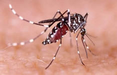 একদিনে ডেঙ্গুতে প্রাণ গেল ১০ জনের