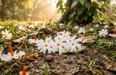 শিশির ভেজা ভোরে শিউলির রূপমাধুরী