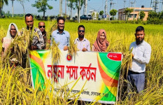 ব্রি-১০৩ আমনে বাড়তি লাভের স্বপ্ন সোনাতলার কৃষকের
