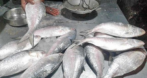 ইলিশের দাম ভোক্তার নাগালে আনতে ১৩ সুপারিশ