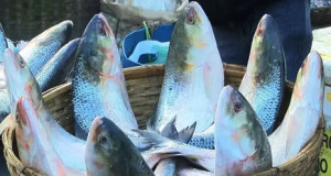 এবারও দুর্গাপূজায় ইলিশ চায় ভারত