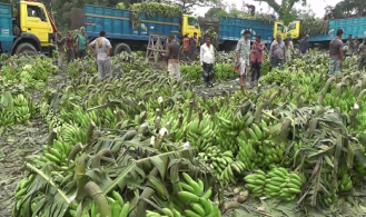 দিনাজপুরে প্রতিদিন কোটি টাকার কলা বিক্রি 