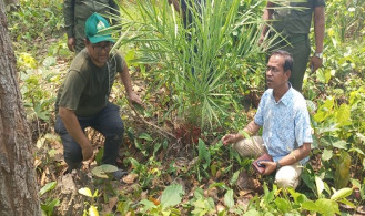 দিনাজপুরে মহাবিপন্ন খুদি বন খেজুর গাছের সন্ধান