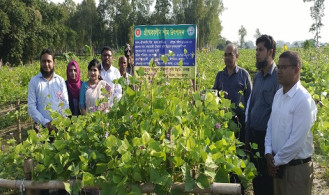দিনাজপুরে গ্রীষ্মকালীন শিম চাষে সাফল্য 