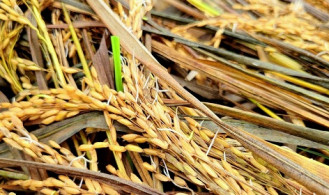 টানা বৃষ্টিতে নুয়ে পড়েছে কৃষকের স্বপ্ন