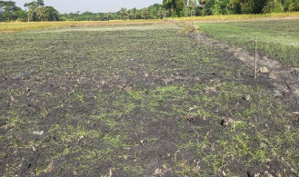 বিষ প্রয়োগে পেঁয়াজের এক বিঘা বীজতলা নষ্টের অভিযোগ