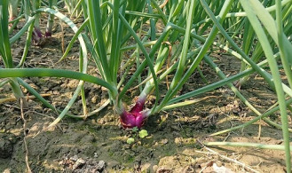 একমাস পরেই বাজারে আসবে মুড়িকাটা পেঁয়াজ, দাম নিয়ে দুশ্চিন্তায় চাষিরা