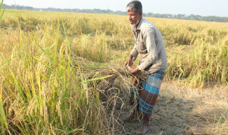 রাজবাড়ীতে আমন ধানের ফলন ভালো হলেও দাম নিয়ে হতাশ কৃষক