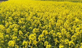 ২২১০ হেক্টর জমিতে সরিষার চাষ, সোনাতলায় হলুদের ঢেউয়ে ঢেকে গেছে দিগন্ত