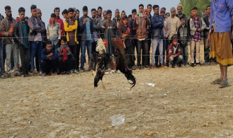 শ্যামনগরে পৌষ সংক্রান্তি উপলক্ষ্যে ঐতিহ্যবাহী মোরগ লড়াই