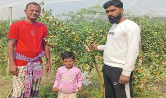 কুল চাষে দুই বন্ধুর সাফল্যের গল্প 