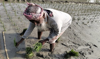 সোনাতলায় ১০ হাজার হেক্টর জমিতে বোরো চাষের লক্ষ্যমাত্রা