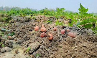 ঠাকুরগাঁওয়ে আলুর বাজারে ধস, খরচ না ওঠায় বিপাকে কৃষক
